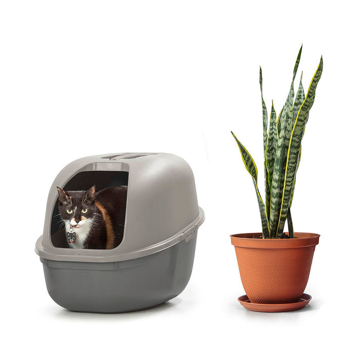 Arenero para Gato Gris